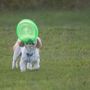 Shih tzu Carlo