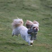 Shih tzu Carlo