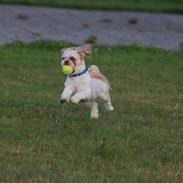 Shih tzu Carlo