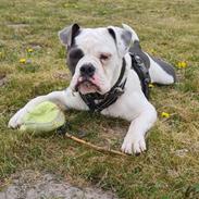 Olde english bulldogge Pelle