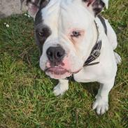 Olde english bulldogge Pelle