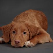 Nova scotia duck tolling retriever Markdorff's Sweet Cream and Cookies "Sisu"