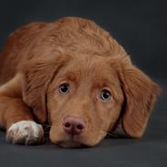 Nova scotia duck tolling retriever Markdorff's Sweet Cream and Cookies "Sisu"