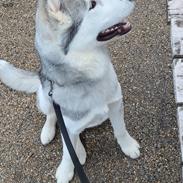 Blanding af racer Hugo