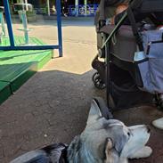 Blanding af racer Hugo