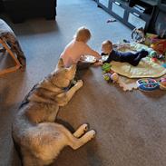 Blanding af racer Hugo