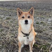 Shiba Nala