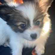 Papillon Mi'DiLiva's In My Daddy's Eyes *Luna*