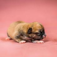 Chihuahua CH. Hello World Pipsqueak "Pixi"