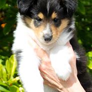 Collie langhåret Ebony Moor´s Graceful Gaia