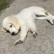 Golden retriever Lady