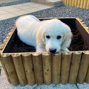 Golden retriever Lady