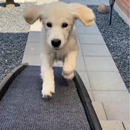 Golden retriever Lady