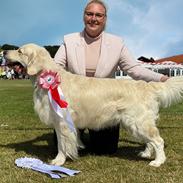Golden retriever DKJUCH Manhattan v.d. Corner Brook