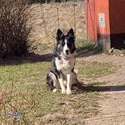 Border collie Texas