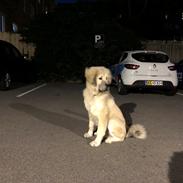 Tibetansk mastiff Zaki