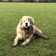 Tibetansk mastiff Zaki