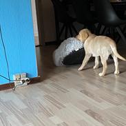Labrador retriever Haulundgård’s Bertil