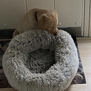 Labrador retriever Haulundgård’s Bertil