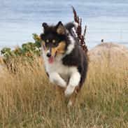 Collie langhåret Ebony Moor´s Graceful Gaia