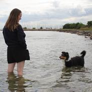 Collie langhåret Ebony Moor´s Graceful Gaia