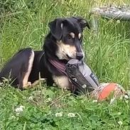 Blanding af racer Jessica the Wardog - rescuedog fra Ukraine