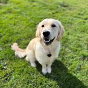 Golden retriever Fifi