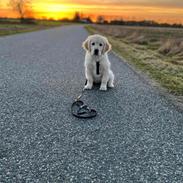 Golden retriever Fifi