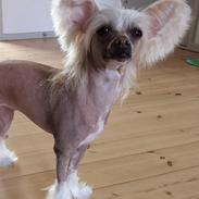 Chinese crested hårløs Zico Stella (Hottie Tot's Foxie Flash)