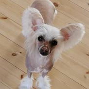 Chinese crested hårløs Zico Stella (Hottie Tot's Foxie Flash)