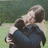 Labrador retriever Cody