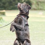 Labrador retriever Cody