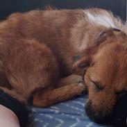 Blanding af racer Emina