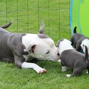 American Bully Blanca