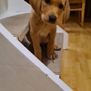 Labrador retriever Rolf fox red