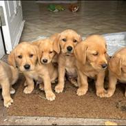 Labrador retriever Rolf fox red