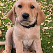 Labrador retriever Rolf fox red