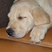 Labrador retriever Puk