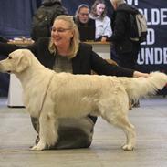 Golden retriever DKJUCH Manhattan v.d. Corner Brook