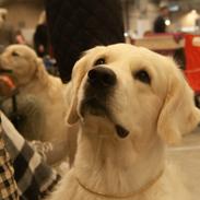 Golden retriever DKJUCH Manhattan v.d. Corner Brook
