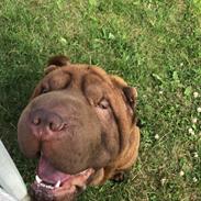 Shar pei Leo