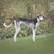 Saluki Nora
