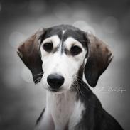 Saluki Nora