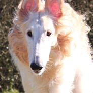 Borzoi Walt