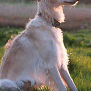 Borzoi Walt