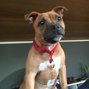 Staffordshire bull terrier Sia