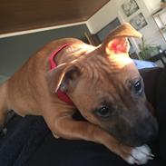 Staffordshire bull terrier Sia