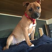 Staffordshire bull terrier Sia