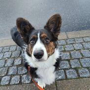 Welsh corgi cardigan Nitro