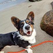 Welsh corgi cardigan Nitro